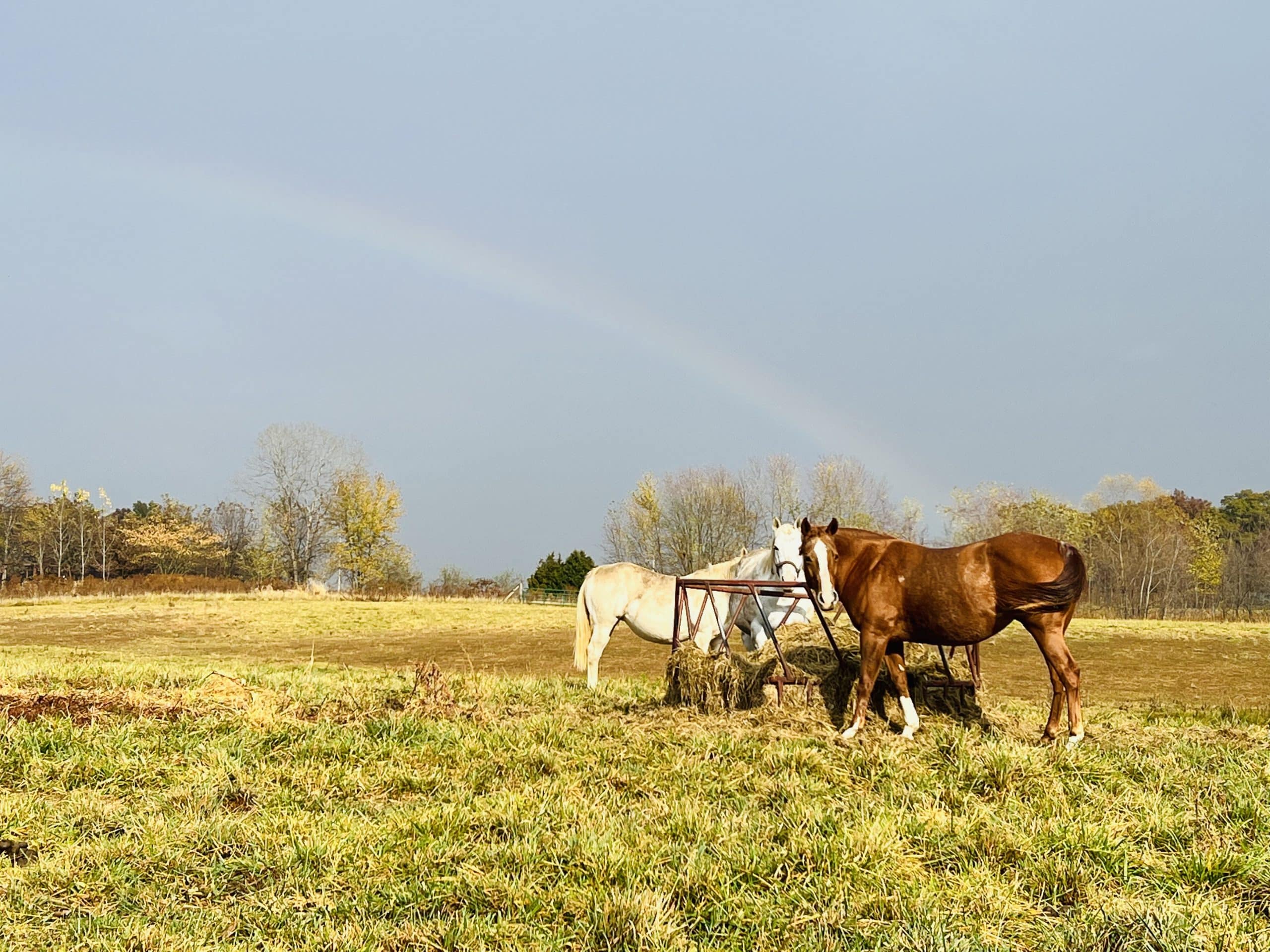 Horses on a farm