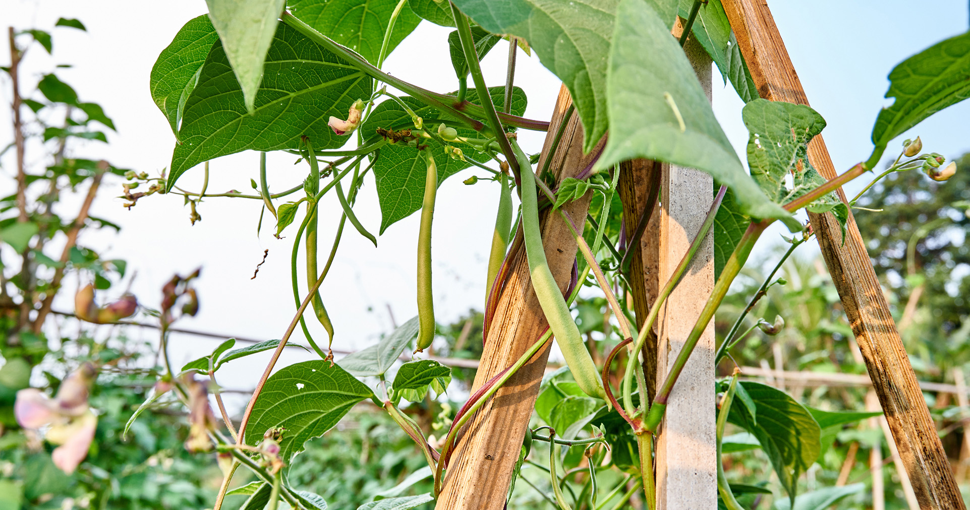 green beans growing with support in garden